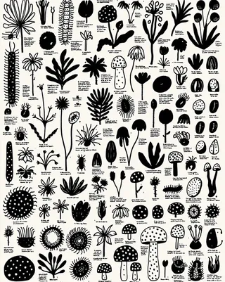 Precise Botanical Field Guide Plate of Impossible preview