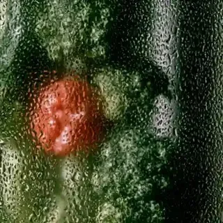 Translucent Salt Vegetables Conduct preview